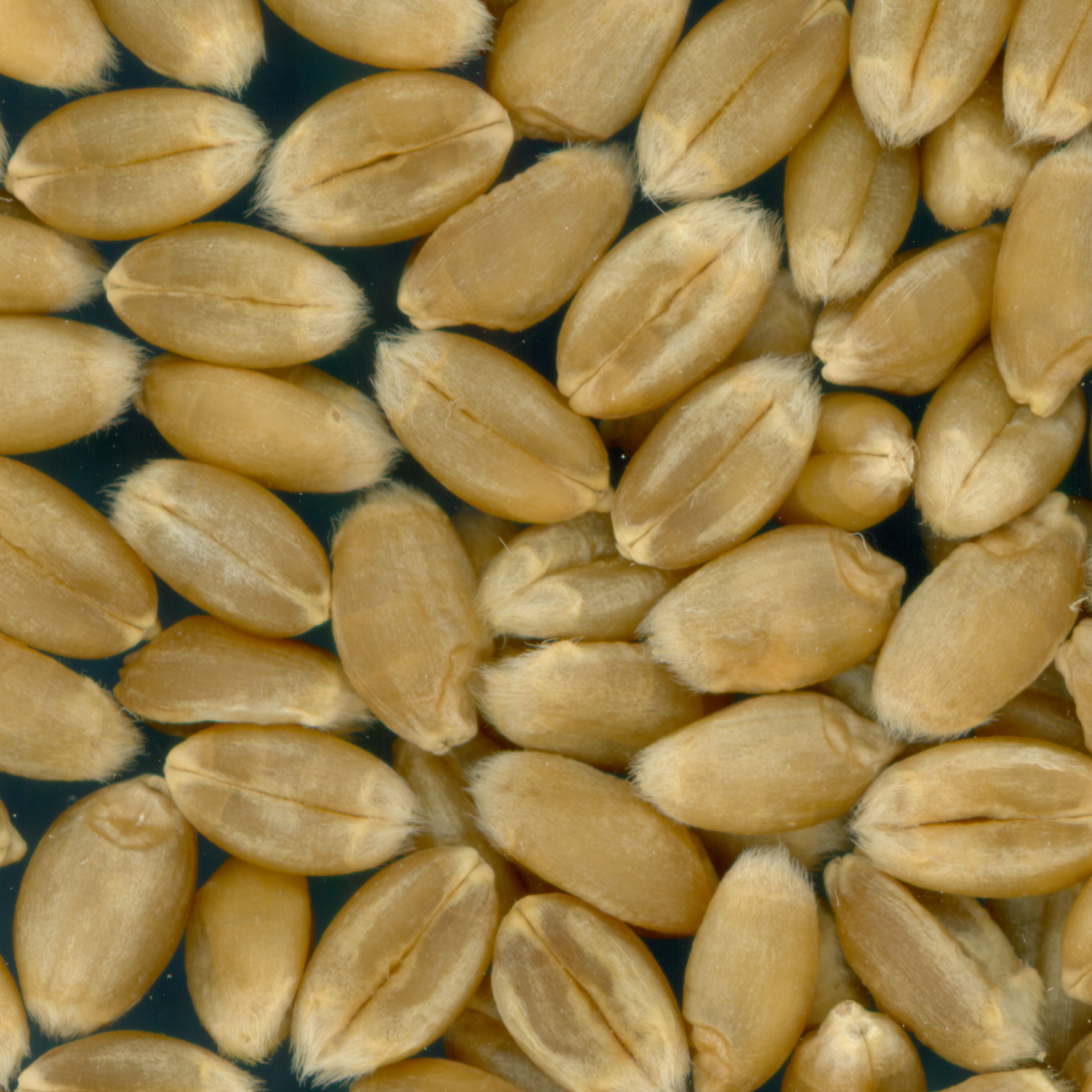 KERNELS
